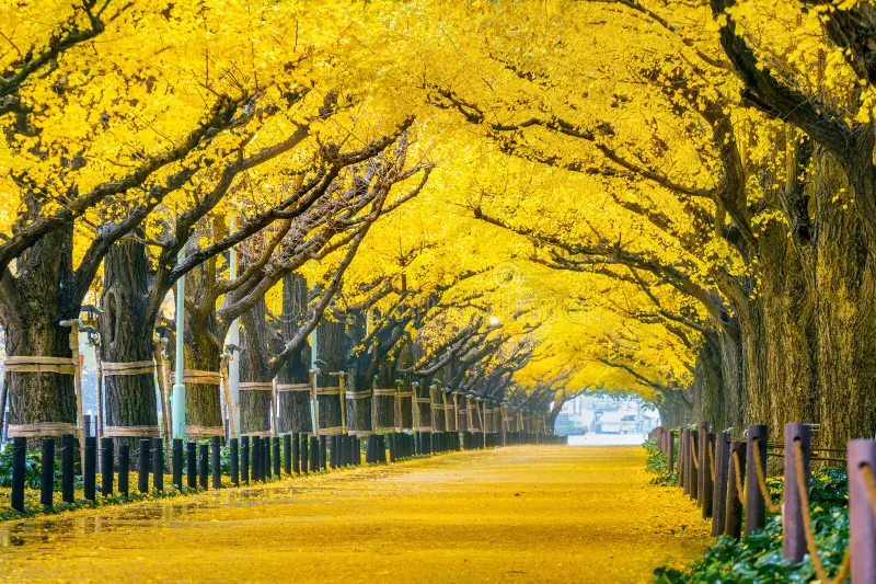 Yellow Spring Road